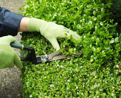 Trimming Hedges with Manual Shears